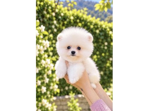 Kusursuz karbeyaz pomeranian boo
