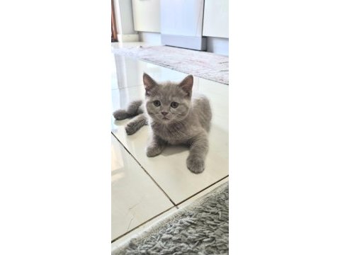 Acil sahiplendirme british shorthair ve blue point yavrular