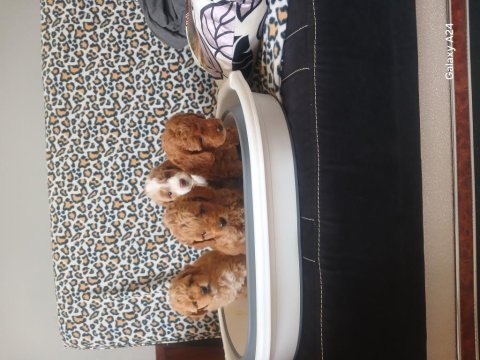 Maltipoo yavruları