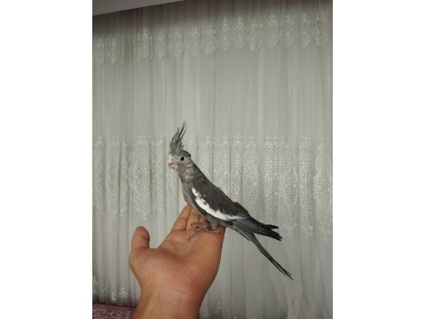 Acil sahiplendirme yavru kuşlar