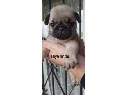 Pug mops bebekler