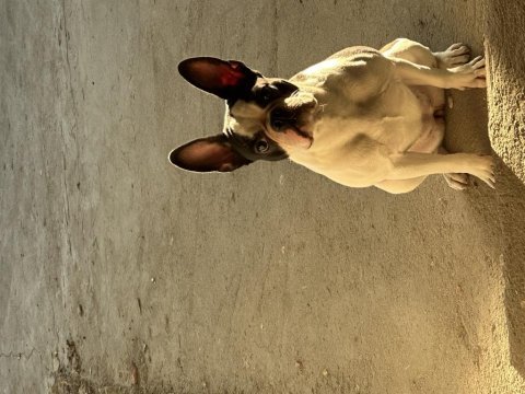 1 yaşında dişi çok sağlıklı french bulldog
