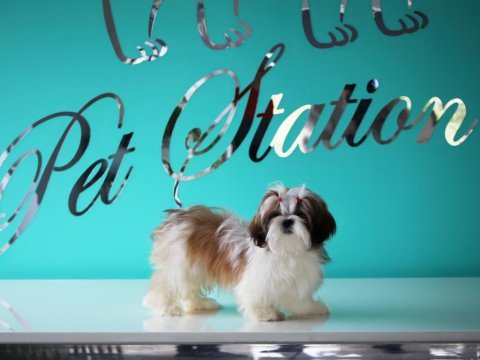 Petstatıon dan şecereli shih-tzu yavruları