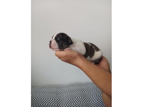 Full maske french bulldog bebekler