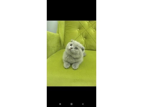 Scottish fold buzz rengi minnos