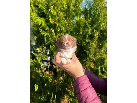 Şivava köpeklerimiz