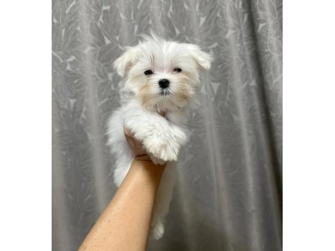 Maltipoo bebeklerim