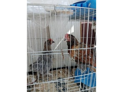 Üç aylık ispenç horoz iki adet