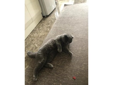 Kedi sahiplendirne