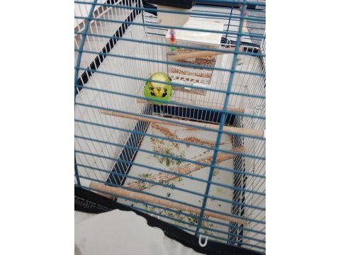 Erkek jumbo muhabbet kuşu
