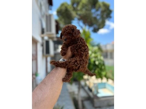 Kg garantili toy poodle yavruları