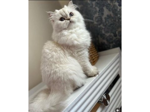 British longhair dişi kedimiz