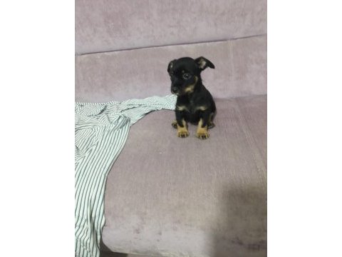 Pinscher 2 aylık yavru köpeğimiz