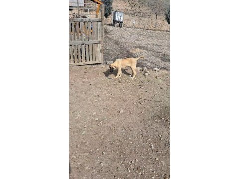 3.5 aylığa yakın dişi kaliteli yavru köpeğimiz