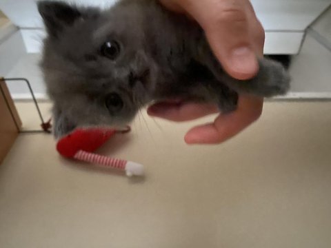 55 günlük erkek british shorthair