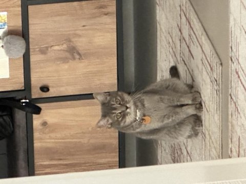 15 aylık dişi british shorthair