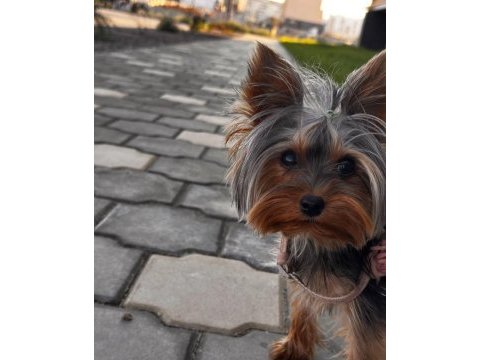 Yorkshire terrier çok sevecen eğitimli