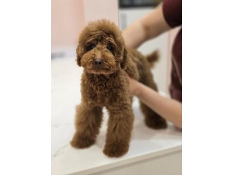 Teddy face red toy poodle
