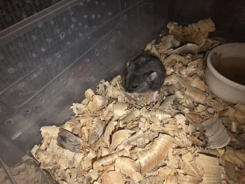 Yavru gonzales hamster