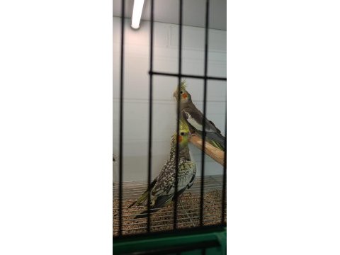 Pasifik petshoptan yavru sultan papağanları