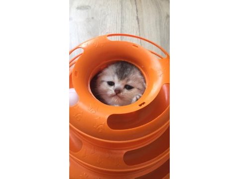 Silver shaded scottish fold baba şecereli