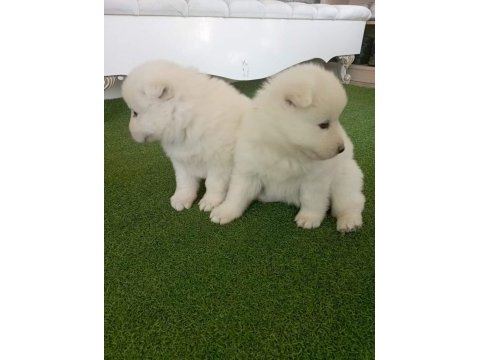 Samoyed yavruları orijinal safkan