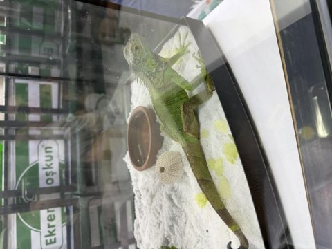 1 yaşında evcil iguana belgeli