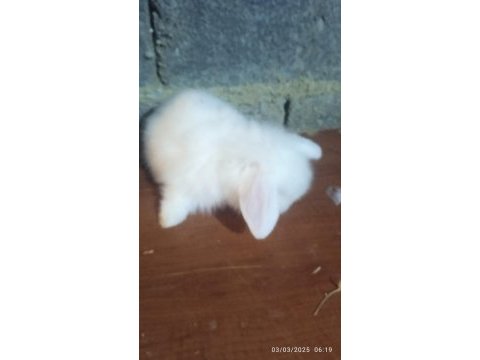 Teddy lop tavşanı yavrular