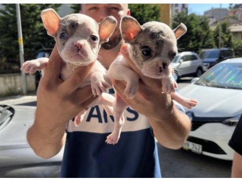 Safkan 0 numara kilo garantili french buldog merle