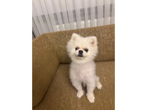 Acil 10 aylık pomeranian