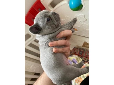 Blue lilac tan french bulldog