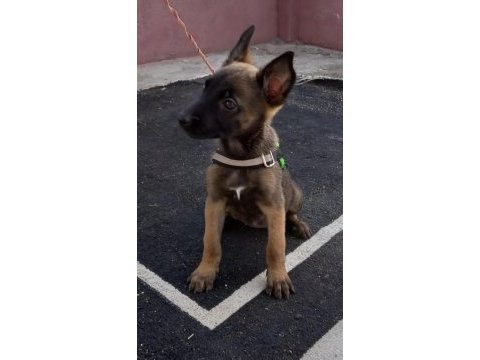 A++belgium malinois