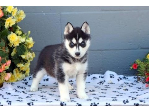 Harika husky köpekler