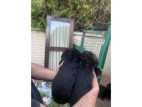 Showline alman kurdu yavrular