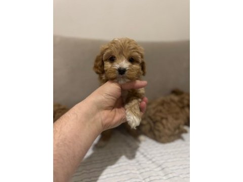 2 aylık dünya tatlısı maltipoo yavrusu