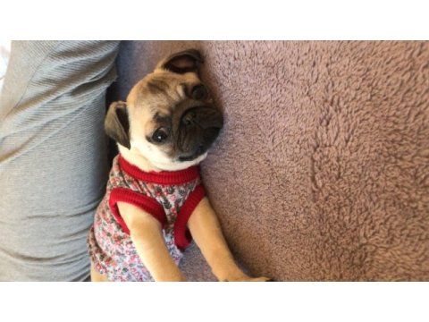 Pug kızıma sıcak aile arıyorum