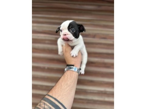 Korsan maskeli orjinal bulldog