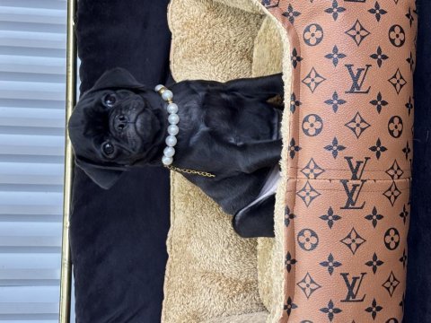 Siyah inci pug yavrularımız