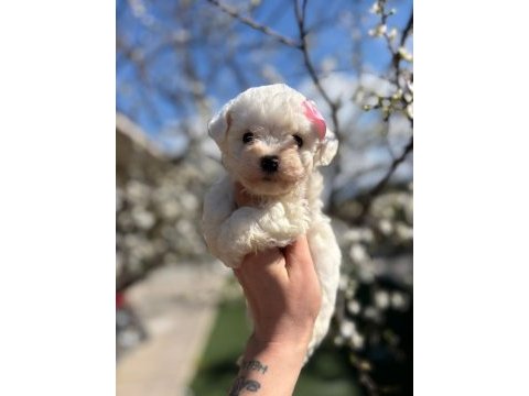 Maltese terrier bebek