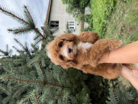 Party colour erkek maltipoo baby face