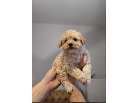 Mükemmel kalitedeki toy poodle yavrularımız