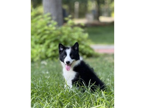 Border collie yavru köpekler
