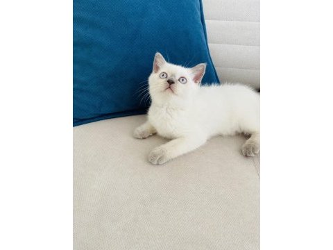 2 aylık blue point british shorthair dişi yavru
