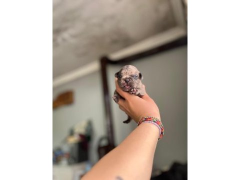 Egzotik french bulldog bebeklerimiz