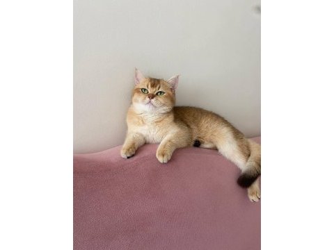 Kimlikli british shorthair orjinal