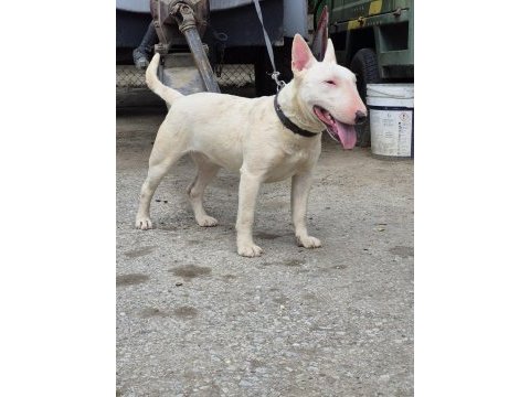A class şecere dişi bull terrier