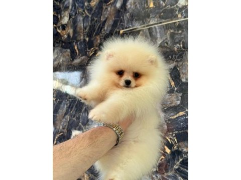Pomeranian boo yavrularımız teslime hazırdır