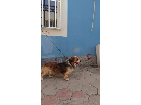 Mardin kızıltepe pekinez köpeğim