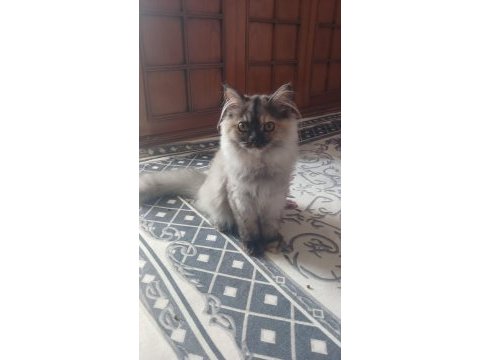 Kediler yeni ailesini arıyor