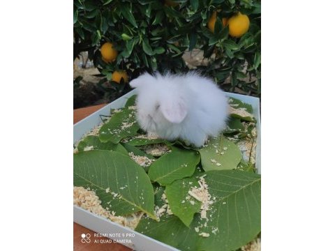 Hollanda teddy lop tavşanı yavrular